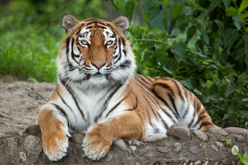 Tigre-siberiano deitado em rocha perto da natureza