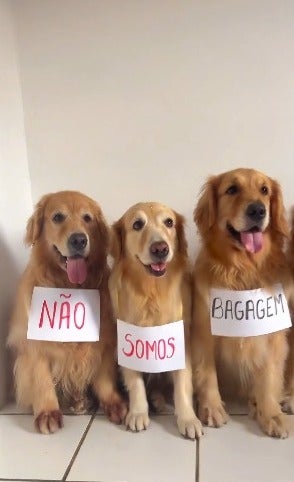 três cachorros da raça Golden Retriever, lado a lado, usando uma placa no pescoço de papel  que forma a frase "Não somos bagagem"