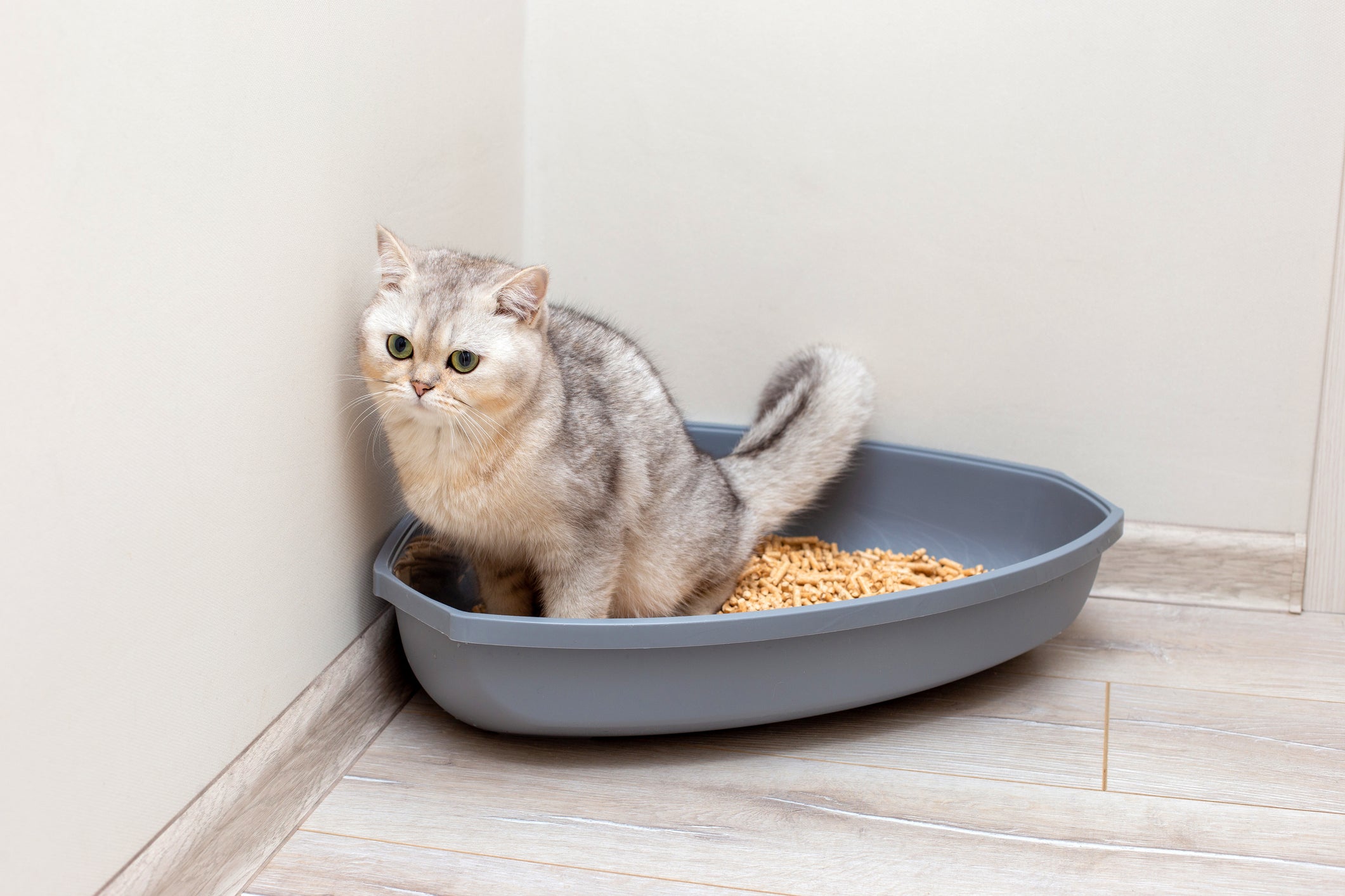 Bexiga do gato tudo que você precisa saber sobre o trato urinário