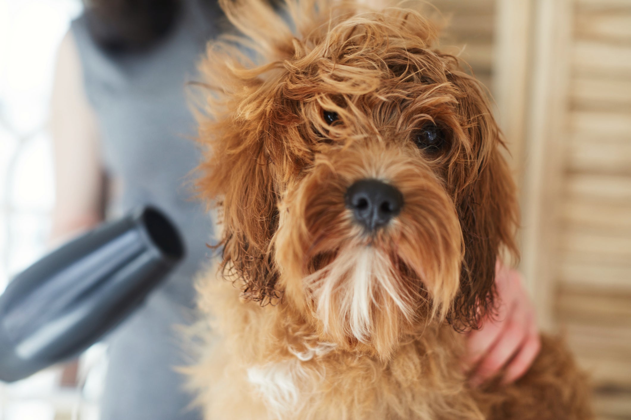 Fungo Em Cachorro Cuidados Essenciais Para Prevenir O Problema