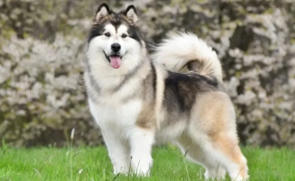 O Malamute do Alasca é um cão encantador e cheio de energia