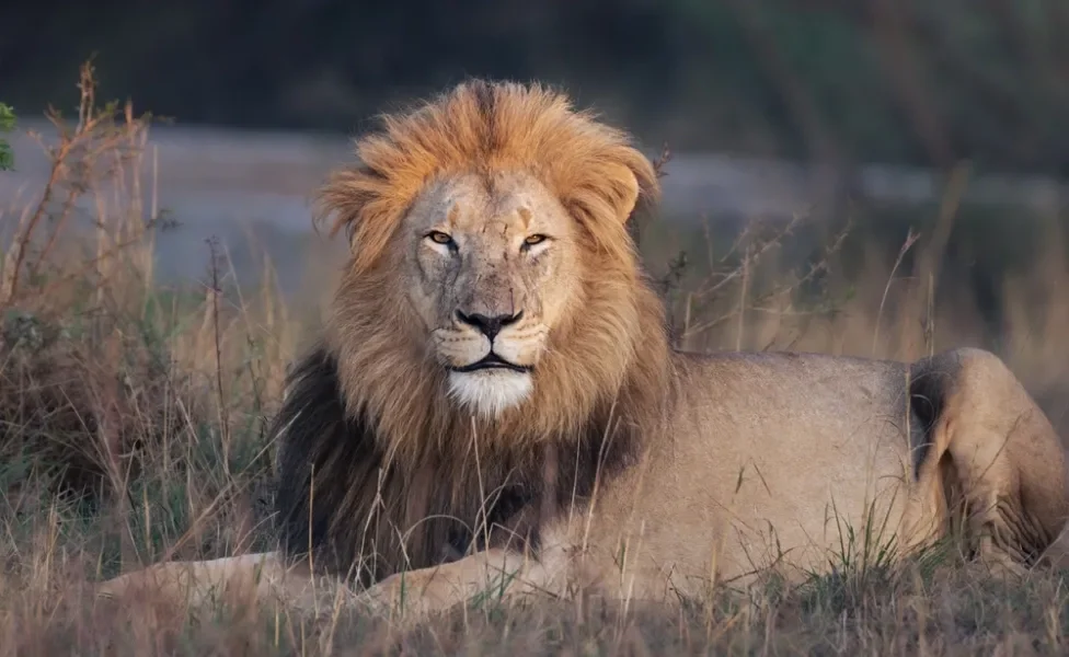Um dos grandes felinos mais conhecido é o leão, o "rei da selva"
