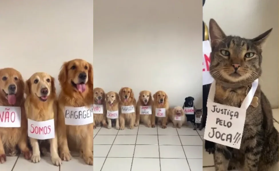 Grupo de cães decide se unir para homenagear e protestar contra morte de Joca  (Créditos: Instagram/ @sexteto4patas)