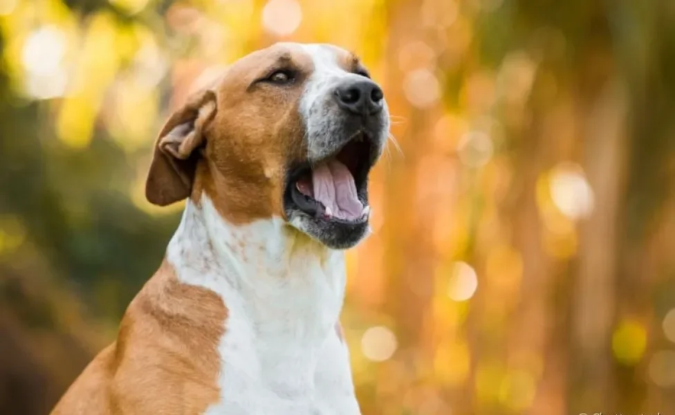O latido de cachorro pode significar desde alegria até tédio