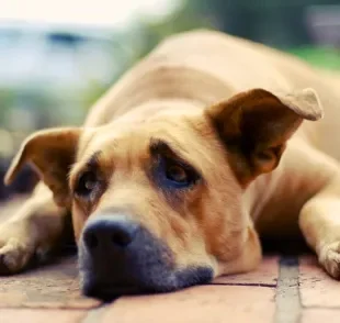 Doença do carrapato: a melhor forma de prevenção é evitar o contato do cachorro com os parasitas