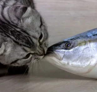 O atum para gatos é sinônimo de sabor! Mas qual a explicação para isso? Descubra a seguir!