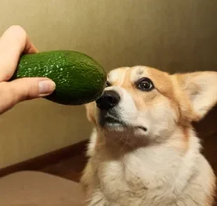 Abacate faz mal para cachorro? Veja se fruta pode fazer parte da dieta do seu pet