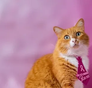 O Outubro Rosa Pet é uma campanha de prevenção contra o câncer de mama animal