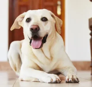 Saber como deixar o cachorro sozinho ajuda a dar mais bem-estar para o pet na ausência do tutor
