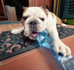 Brinquedos caseiros para cachorro: coloque petiscos dentro da garrafa pet para tornar a brincadeira mais divertida