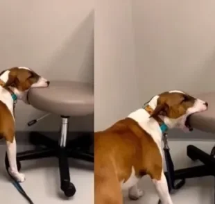 Confira o vídeo do Bull Terrier que redecorou o consultório veterinário 