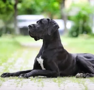 Cachorro zen: algumas raças são naturalmente mais calmas do que outras