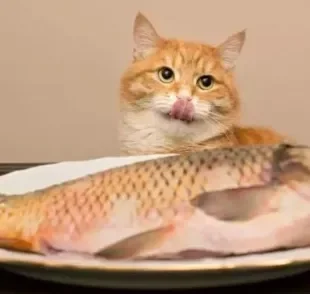 Gato come peixe? Saiba quais são os melhores tipos de peixe para gato e os seus benefícios
