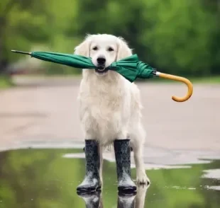 Ao passear com cachorro na chuva, é bom tomar precauções e medidas de segurança