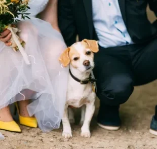 Levar cachorro em casamento é possível, e existem várias maneiras de incluir seu pet na cerimônia