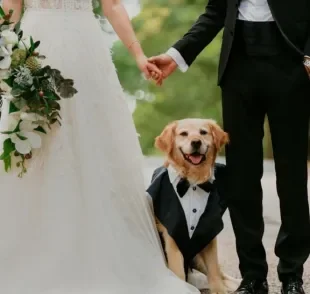 Para ter um cachorro levando aliança no seu casamento, o treinamento pode durar cerca de 6 meses