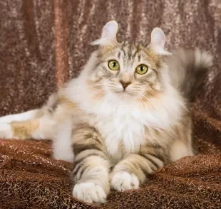 O American Curl é um gato de origem estadunidense que tem aparência encantadora