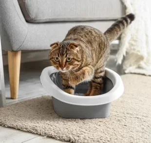 Avaliar o conteúdo do cocô de gato é fundamental para saber como anda a saúde do felino