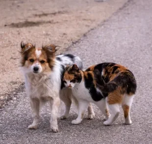 No Dia Mundial dos Animais de Rua, é importante saber como melhorar a vida de cães e gatos que não têm um lar