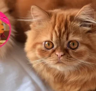 O gato laranja inspirou o icônico personagem Garfield