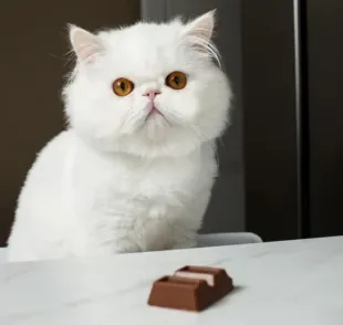 Achar que gato pode comer chocolate pode colocar em risco a saúde do pet