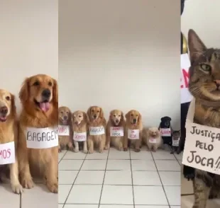 Grupo de cães decide se unir para homenagear e protestar contra morte de Joca  (Créditos: Instagram/ @sexteto4patas)