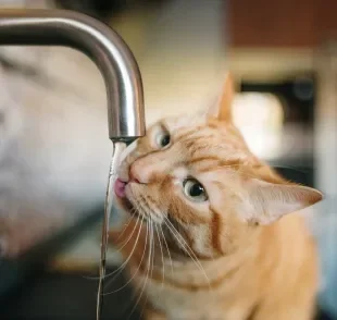 Seu gato não bebe água? Confira essa dica simples para deixar o bichano hidratado e saudável 