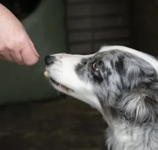 Amendoim para cachorro: saiba se o alimento é permitido e como oferecer ao seu amigo