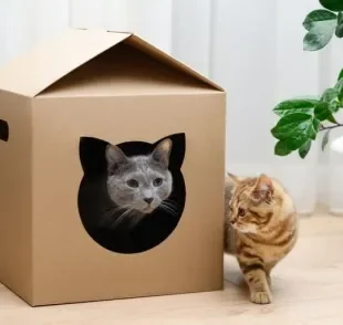 A casinha de papelão para gato é uma versão mais prática e barata, porém não dura muito 