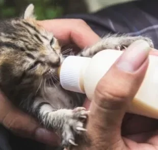  Leite artificial pode ajudar os tutores a alimentar os filhotes de gato recém nascido 
