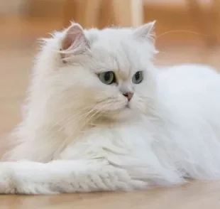 O gato Persa é muito popular e tem uma personalidade super dócil