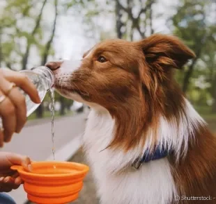 Levar água gelada empre que for passear é uma forma de como fazer cachorro beber água.