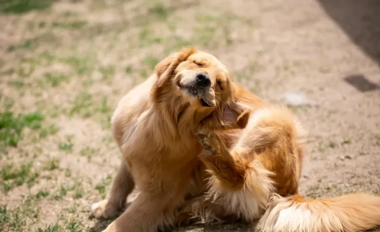 Conheça algumas dicas de como tirar carrapato de cachorro de forma fácil e segura para o animal