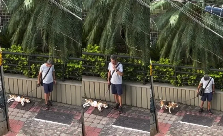 Cachorro é flagrado tirando um cochilo durante passeio (Créditos: Instagram/ @Tobias_hallack)