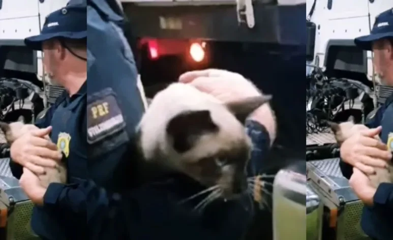 Uma gata foi resgatada pela Polícia Rodoviária Federal depois de ter viajado escondida (Créditos: Instagram/@prfoficial)