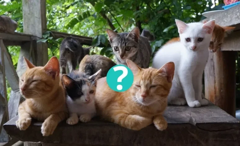 Gato laranja, gato malhado, gato preto ou frajolinha: descubra qual é a cor de pet mais famosa do mundo