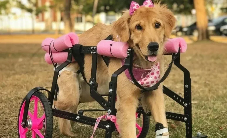 Golden Retriever viaja 6 dias para realizar um sonho canino (Créditos: Instagram/ @oliviagoldenespeical)