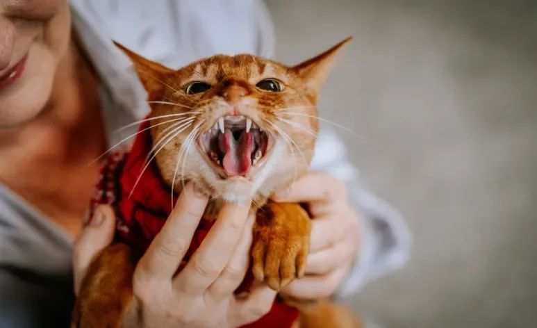 Entenda o que os miados de gato podem dizer sobre o humor do animal