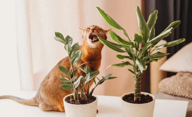Há diferentes tipos de plantas venenosas para gatos que podem debilitar bastante o organismo dos pets
