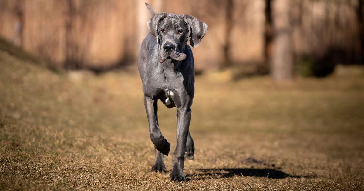 Dogue Alemão: qual a expectativa de vida do cachorro de raça gigante?