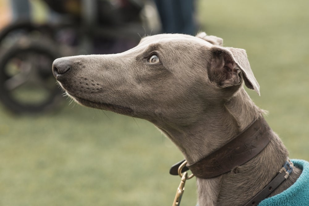Cão Greyhound cinza de perfil
