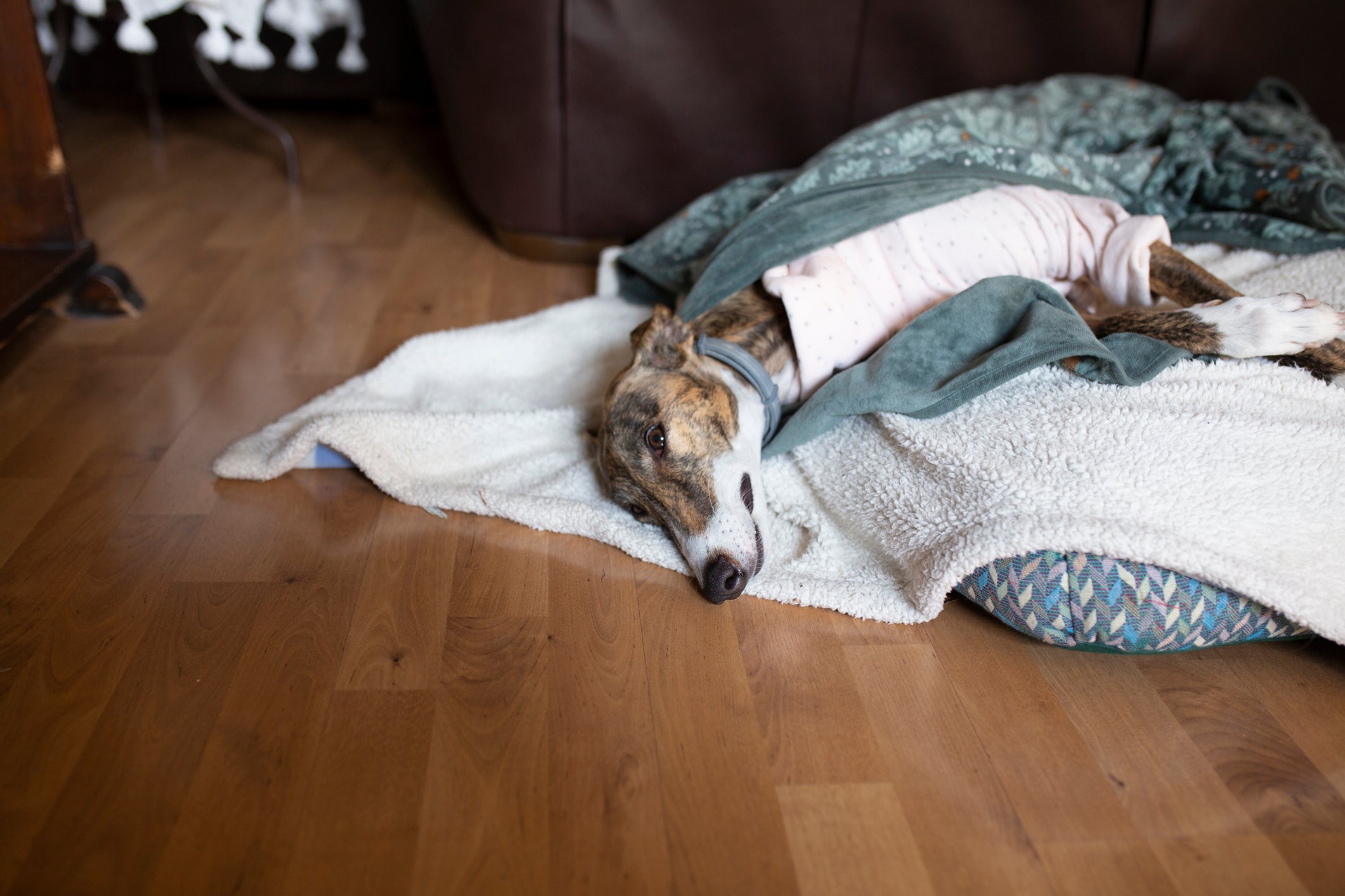 Cachorro Galgo deitado na cama com cobertas e roupinha