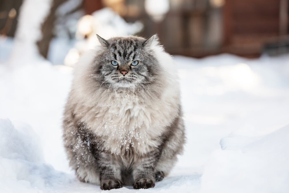 gato Neva Masquerade peludo na neve