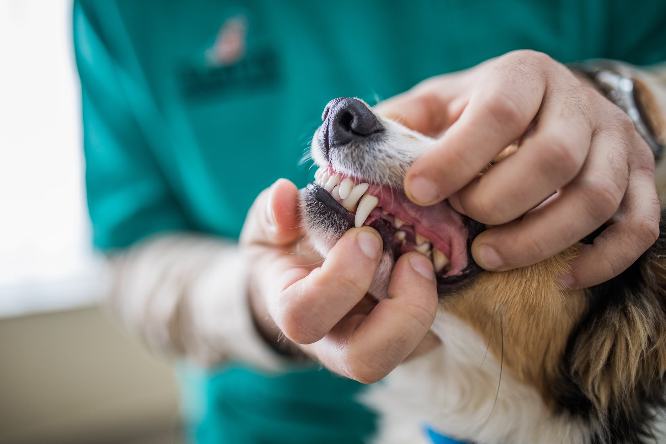 humano abrindo boca de cachorro adulto para mostrar os dentes