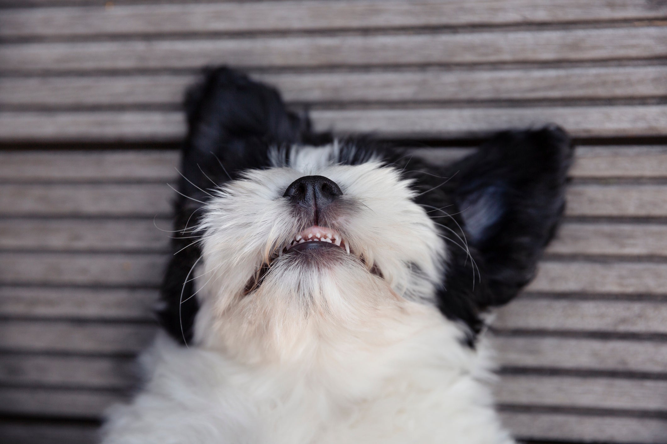 cachorro filhote com a boca aberta mostrando dente