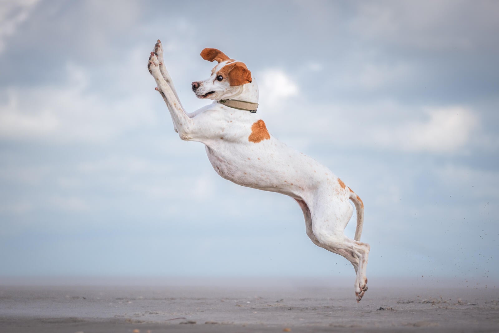 Cachorro pulando no ar como se estivesse voando