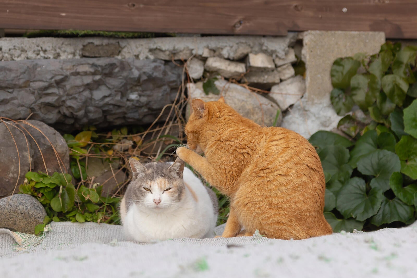 Gato laranja cochichando no ouvido de gato branco bicolor