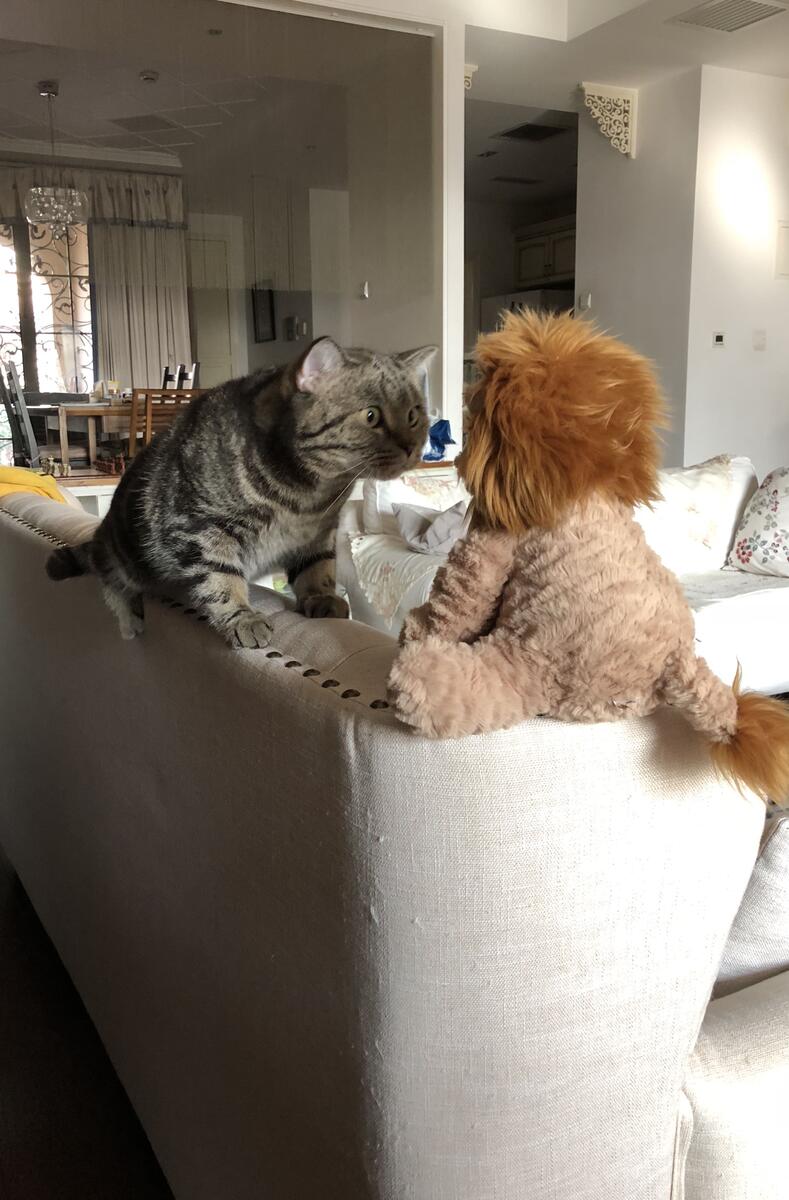 Gato encarando leão de pelúcia em cima de sofá
