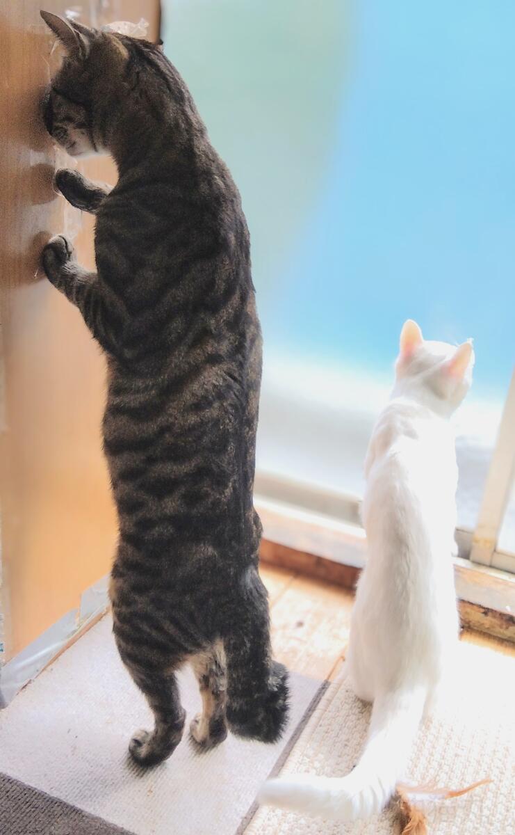 Gato de pé com o rosto encostado na parede, enquanto outro gato está na janela observando
