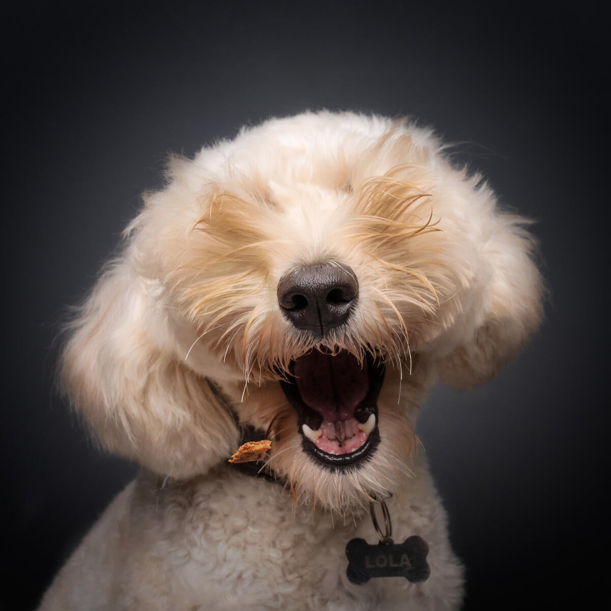 Cachorro com a boca aberta sem aparecer os olhos por causa dos pelos excessivos